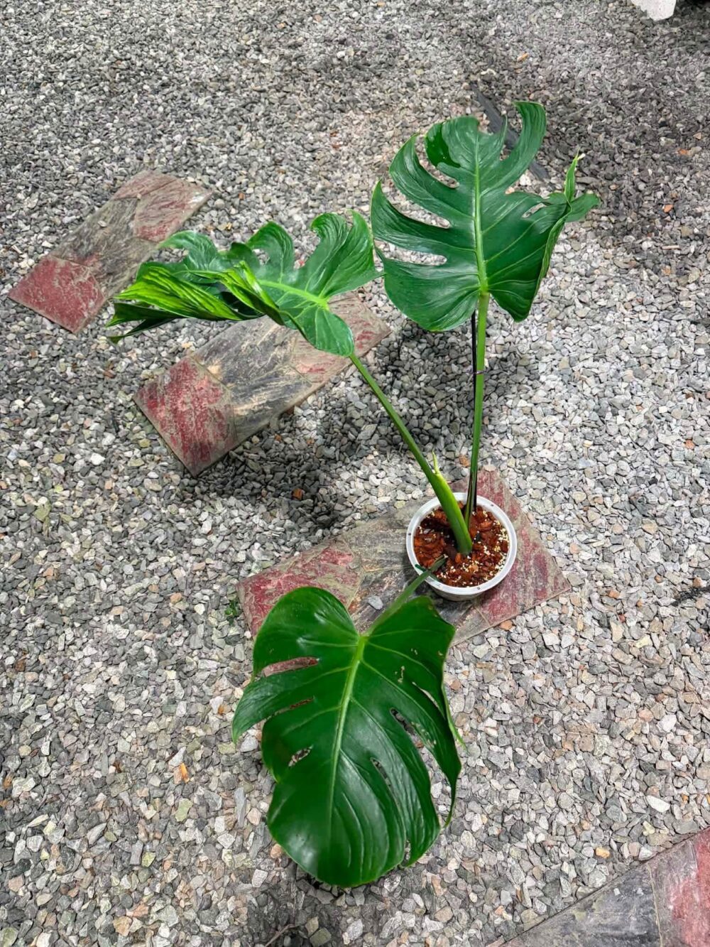 Monstera Deliciosa Tattoo - Jumbo Size exact plant - Image 9