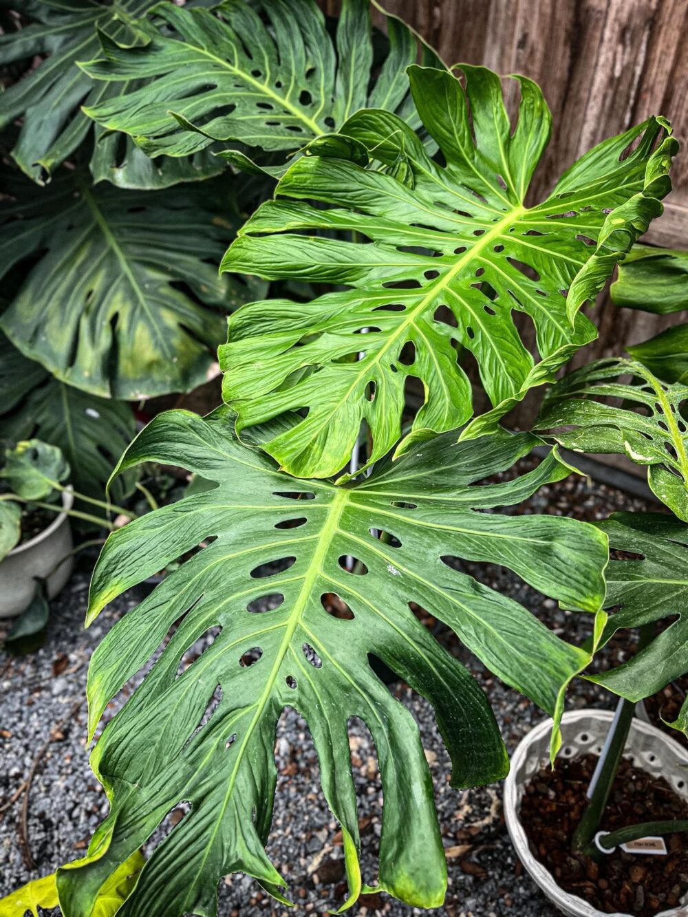 Monstera Deliciosa Tattoo - Jumbo Size exact plant - Image 7