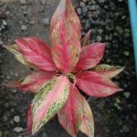 Aglaonema ‘Butterfly’