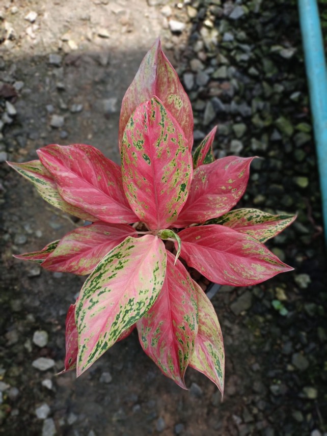 Aglaonema ‘Butterfly’