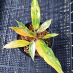 Philodendron Caramel Marble Variegated
