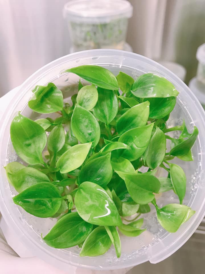 Philodendron Verrucosum Tissue Culture