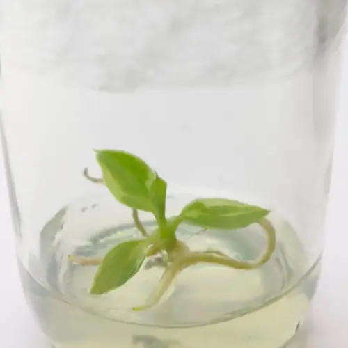 Tissue Culture – Philodendron Spiritus Sancti Variegated – Rare