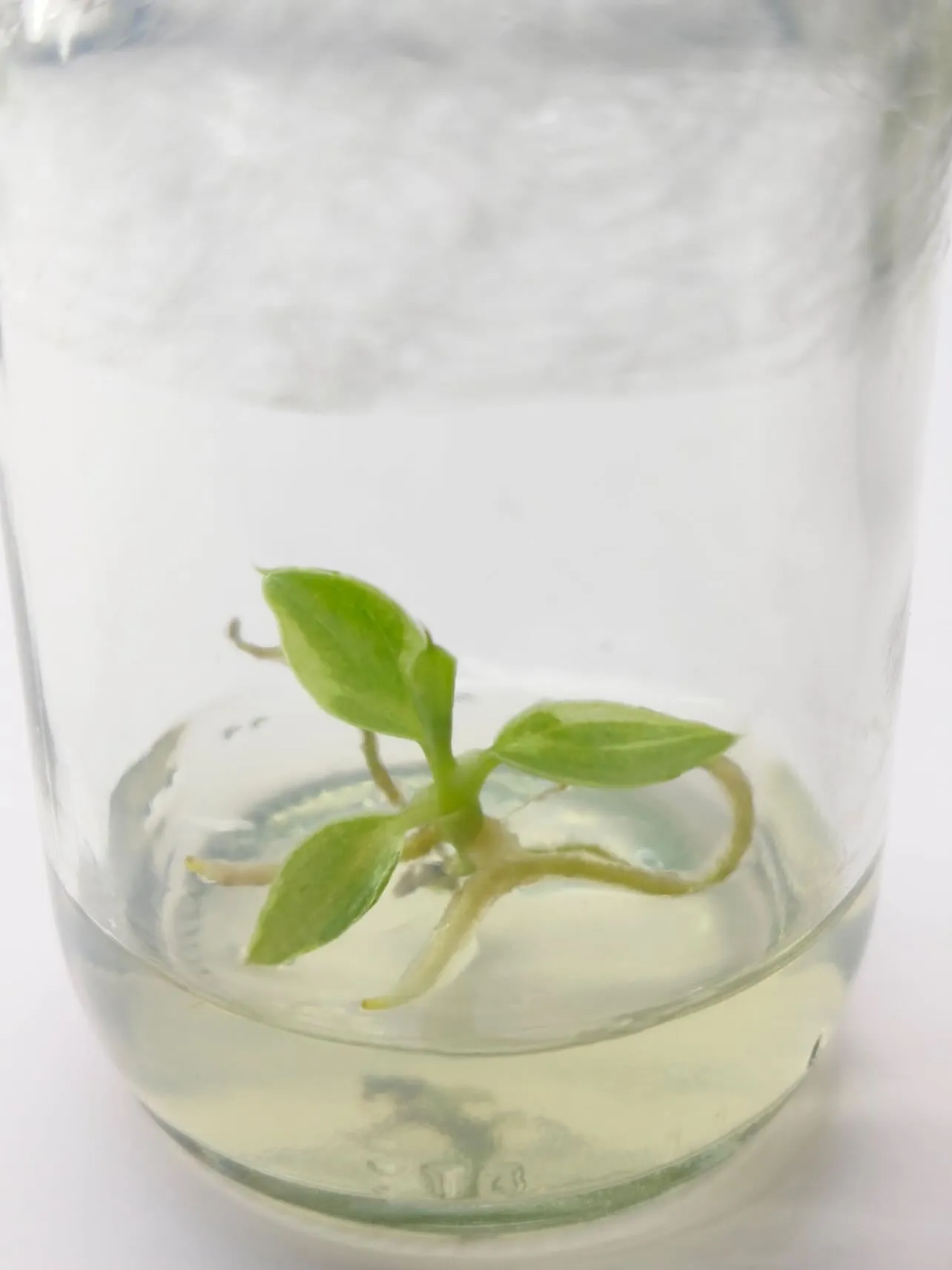 Tissue Culture – Philodendron Spiritus Sancti Variegated – Rare